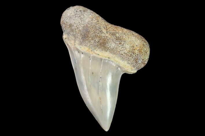 Mako Shark Tooth Fossil - Sharktooth Hill, CA #94685